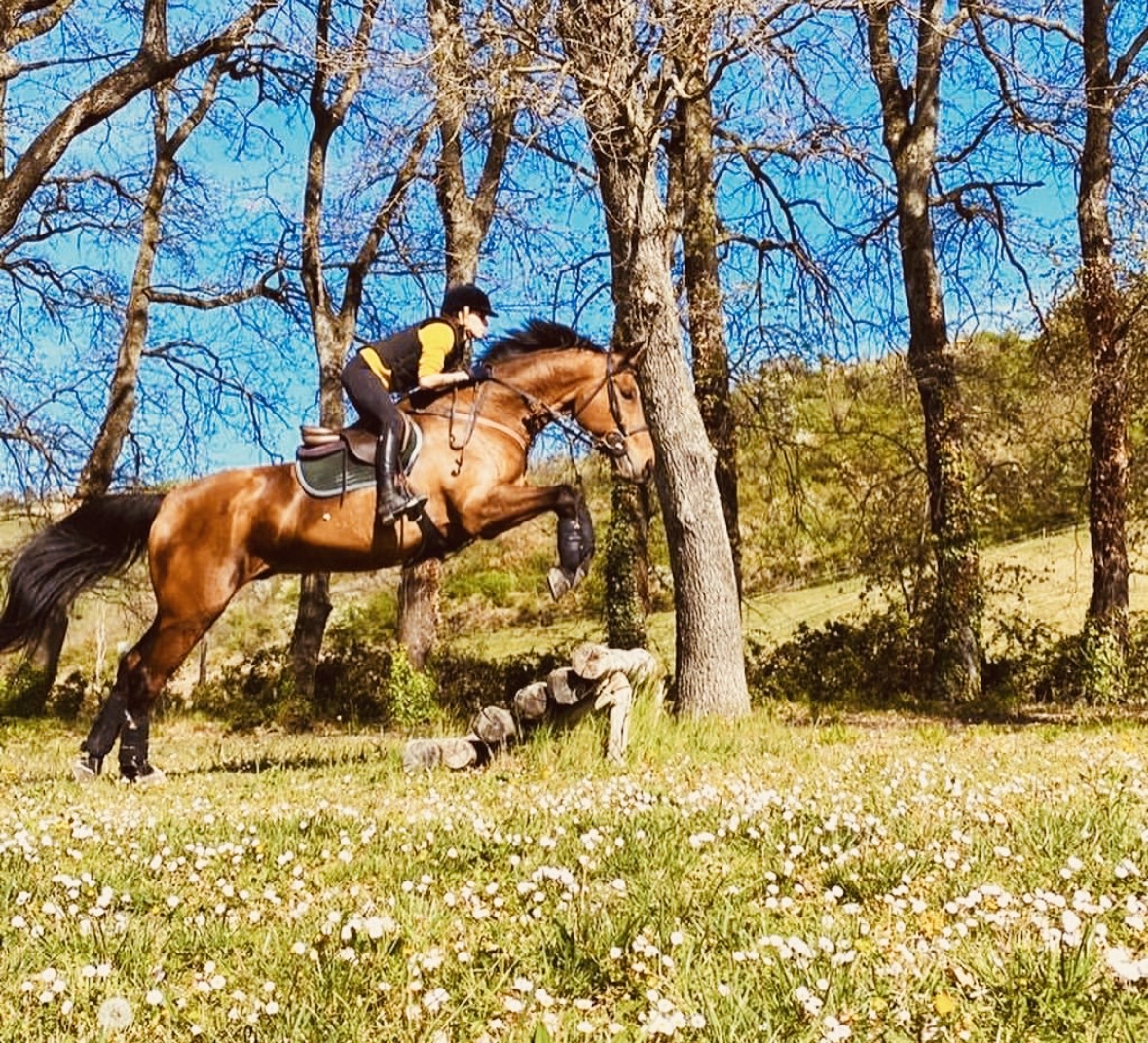 Cavallo in salto nel bosco