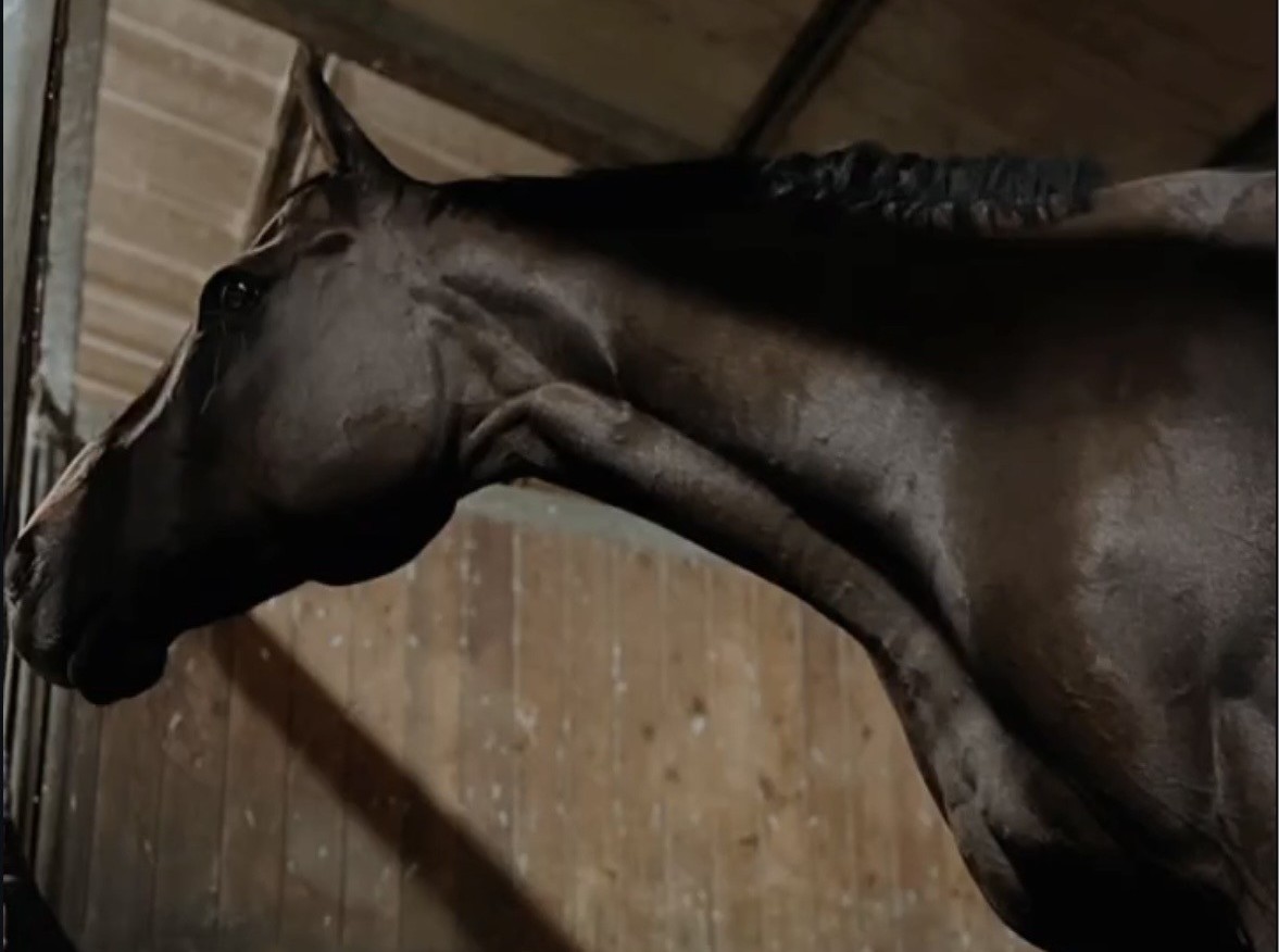Dettaglio cavallo nei box della scuderia