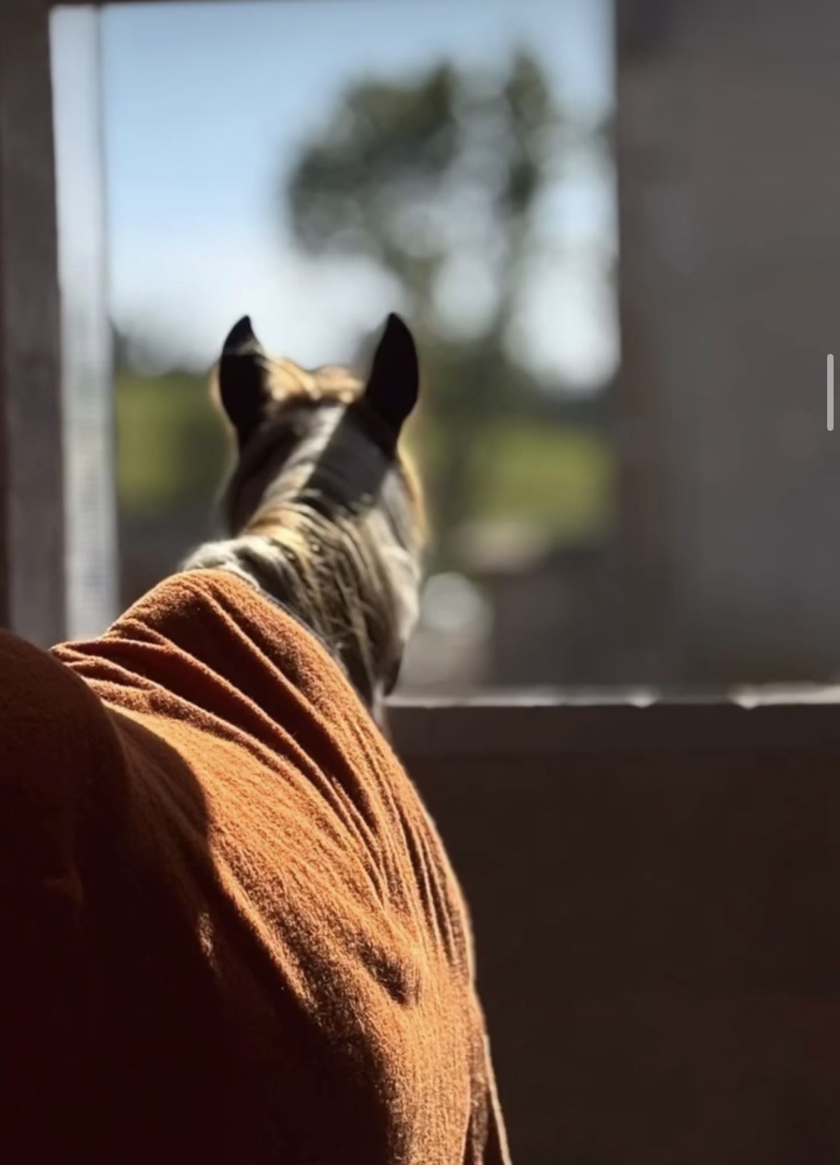 Cavallo affacciato dalla finestra del box