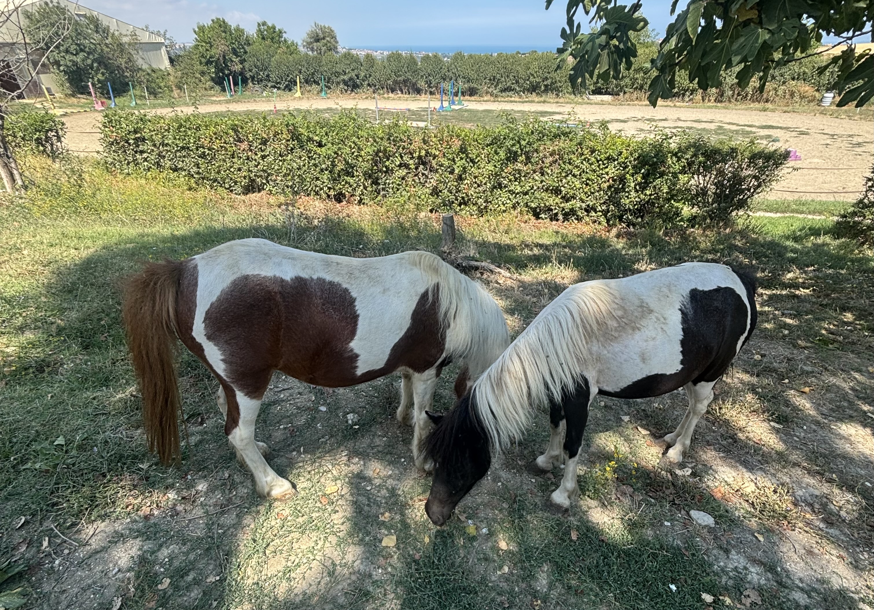 Panoramica dei pony del centro ippico