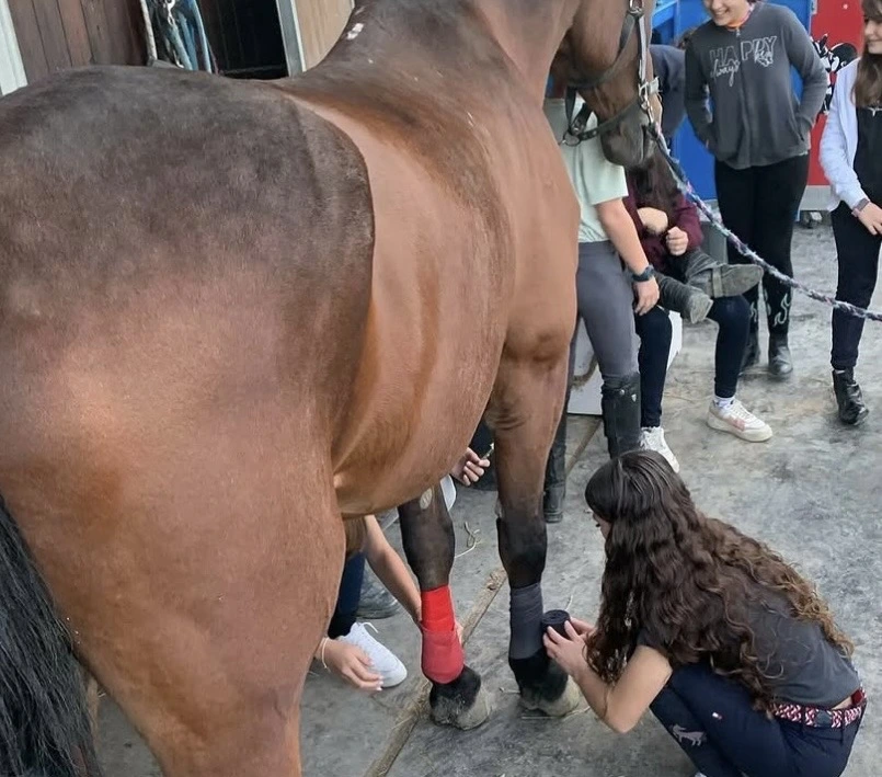 Lezione di equitazione 12