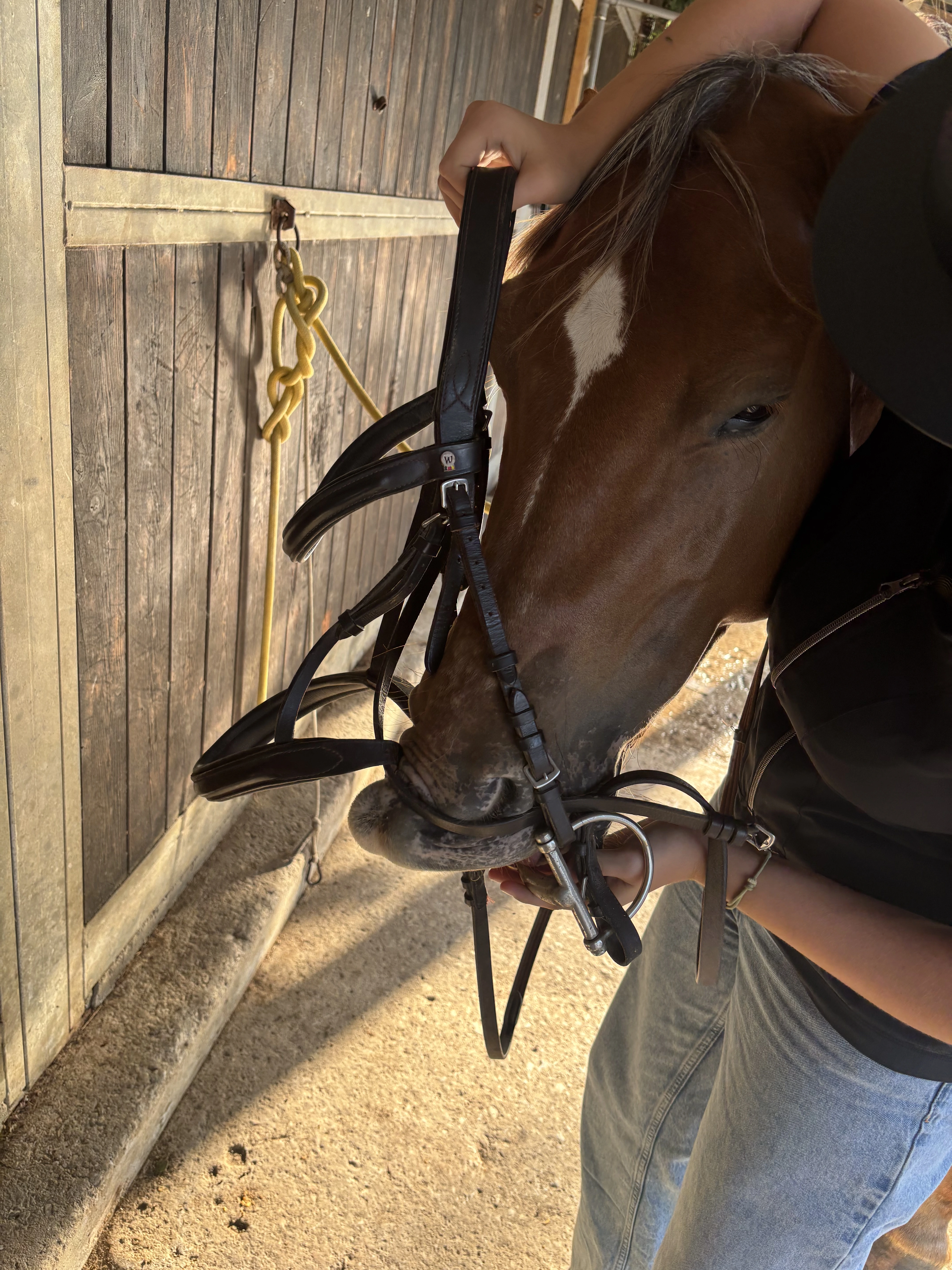 Lezione di equitazione 3